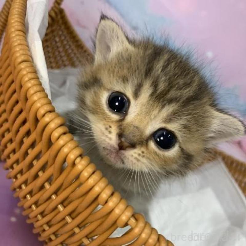 販売中の大阪府のスコティッシュフォールド-133797の4枚目