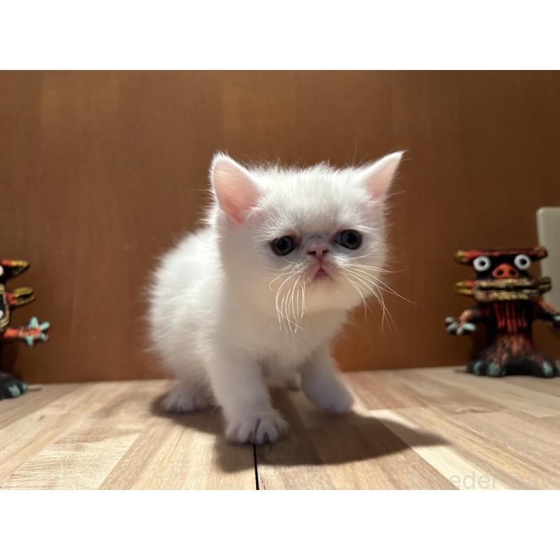 販売中の岡山県のミヌエット-133798の11枚目