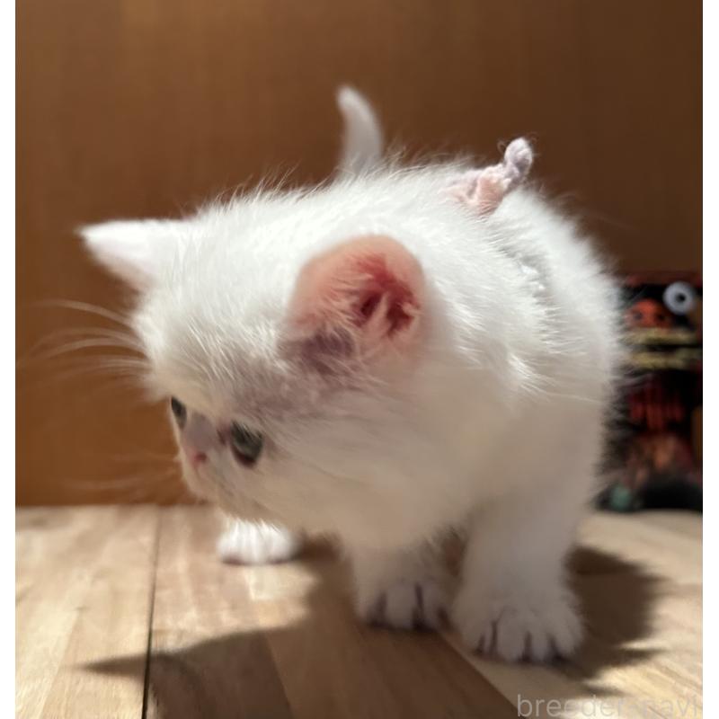 販売中の岡山県のミヌエット-133798の10枚目