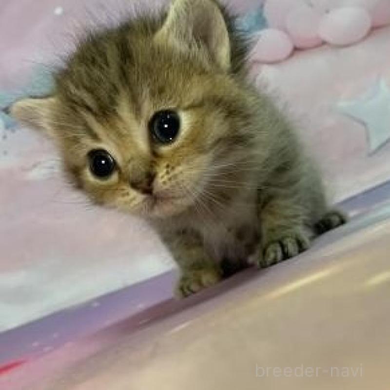 販売中の大阪府のスコティッシュフォールド-133797の3枚目