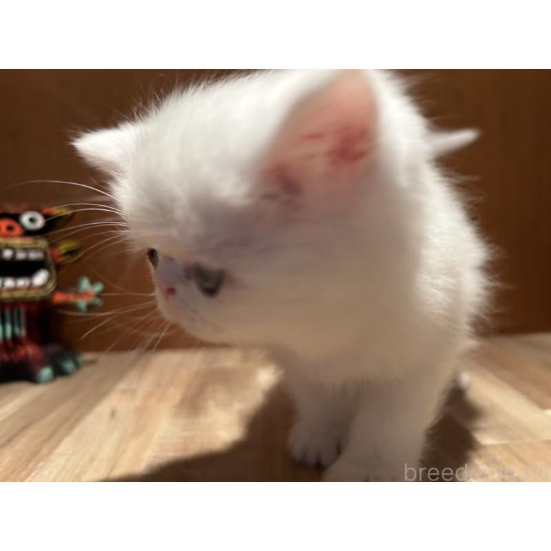 販売中の岡山県のミヌエット-133798の9枚目