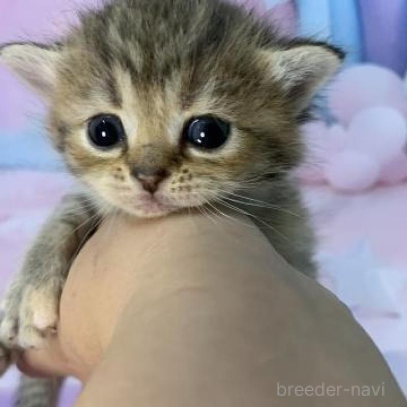 販売中の大阪府のスコティッシュフォールド-133797の2枚目