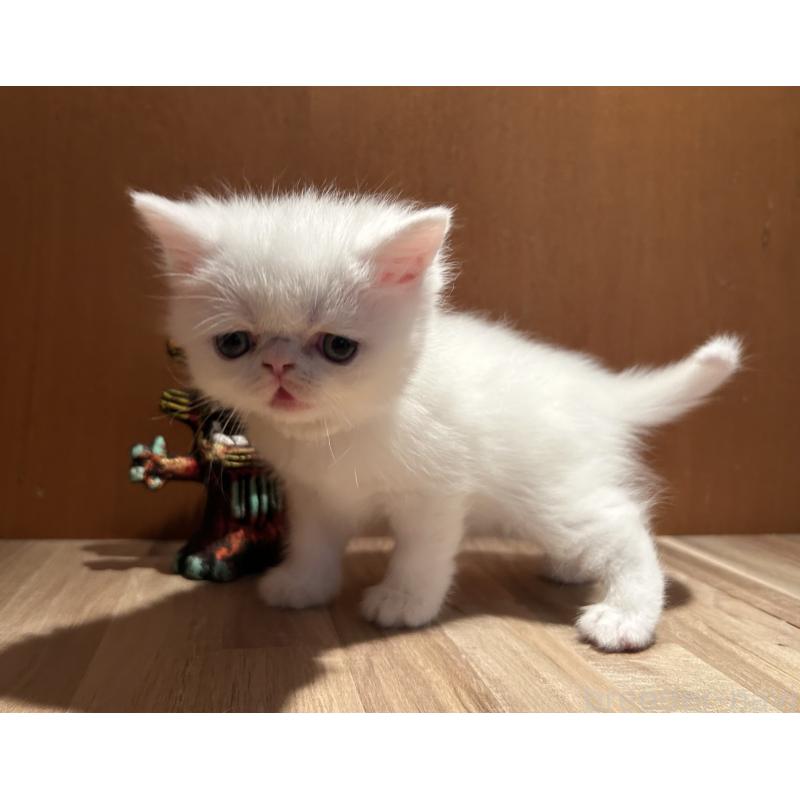 販売中の岡山県のミヌエット-133798の6枚目