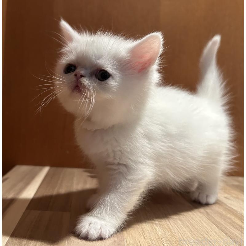 販売中の岡山県のミヌエット-133798の5枚目