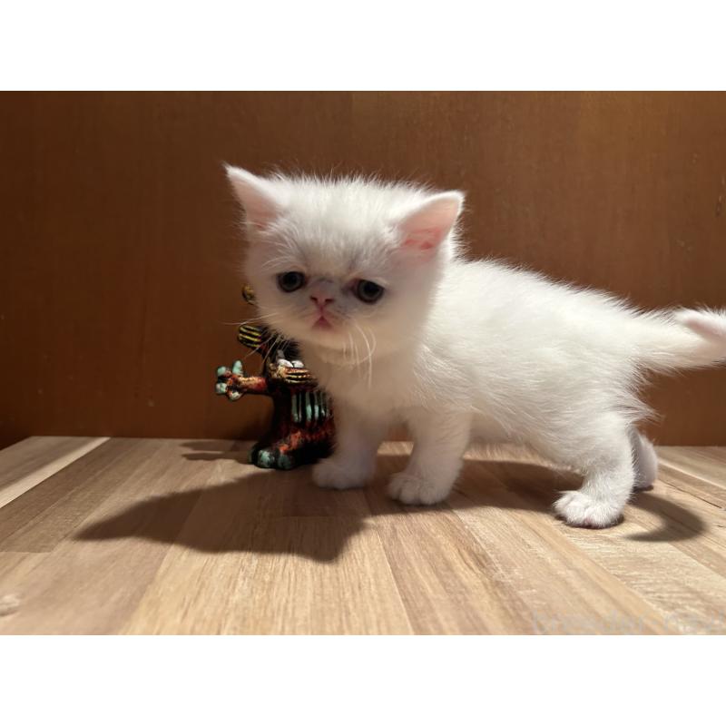 販売中の岡山県のミヌエット-133798の4枚目