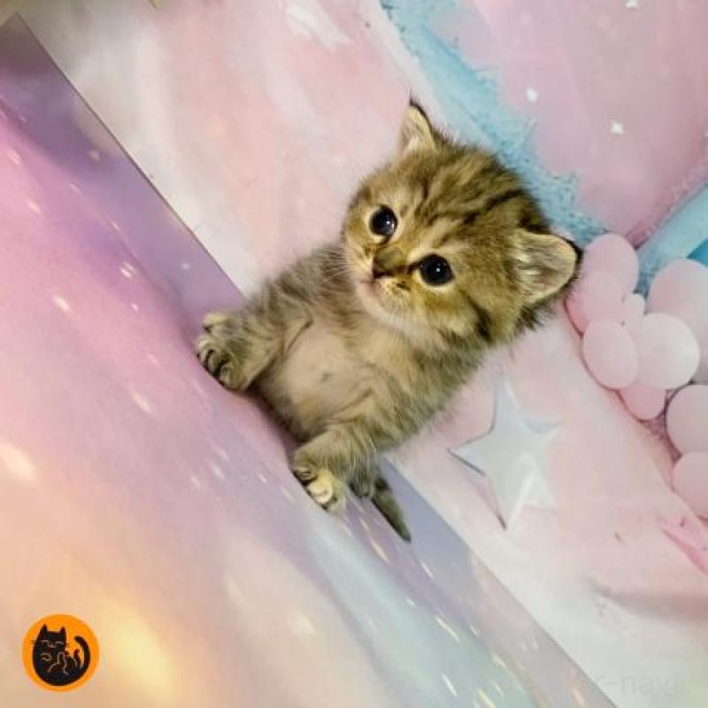 販売中の大阪府のスコティッシュフォールド-133799