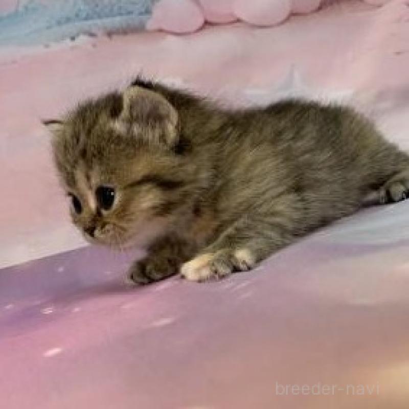 販売中の大阪府のスコティッシュフォールド-133799の6枚目