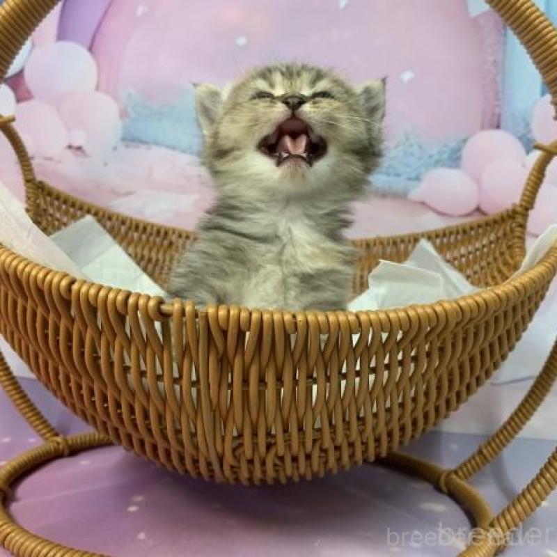 販売中の大阪府のスコティッシュフォールド-133799の5枚目