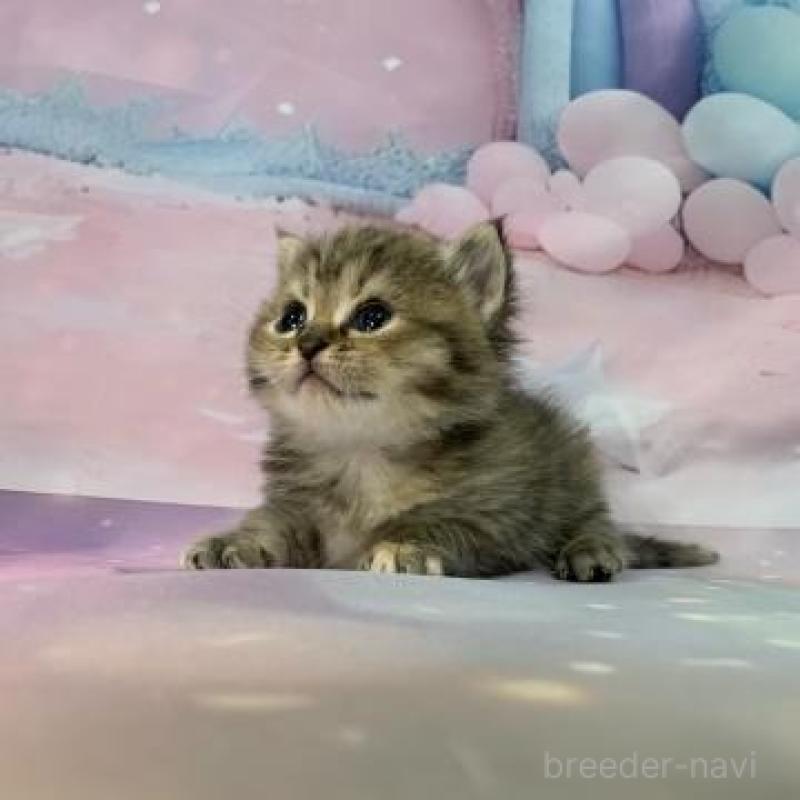 販売中の大阪府のスコティッシュフォールド-133799の4枚目