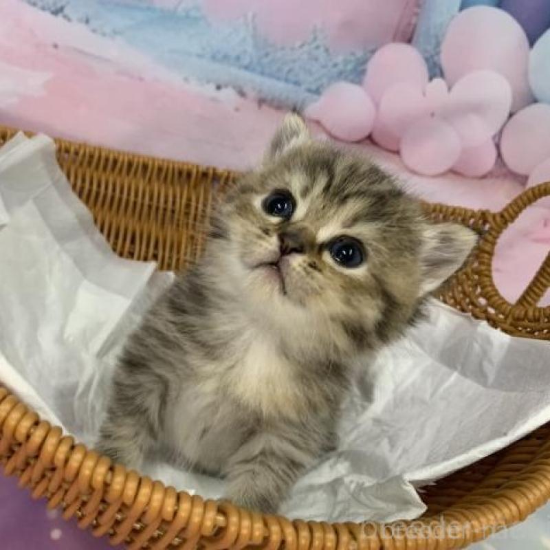 販売中の大阪府のスコティッシュフォールド-133799の2枚目