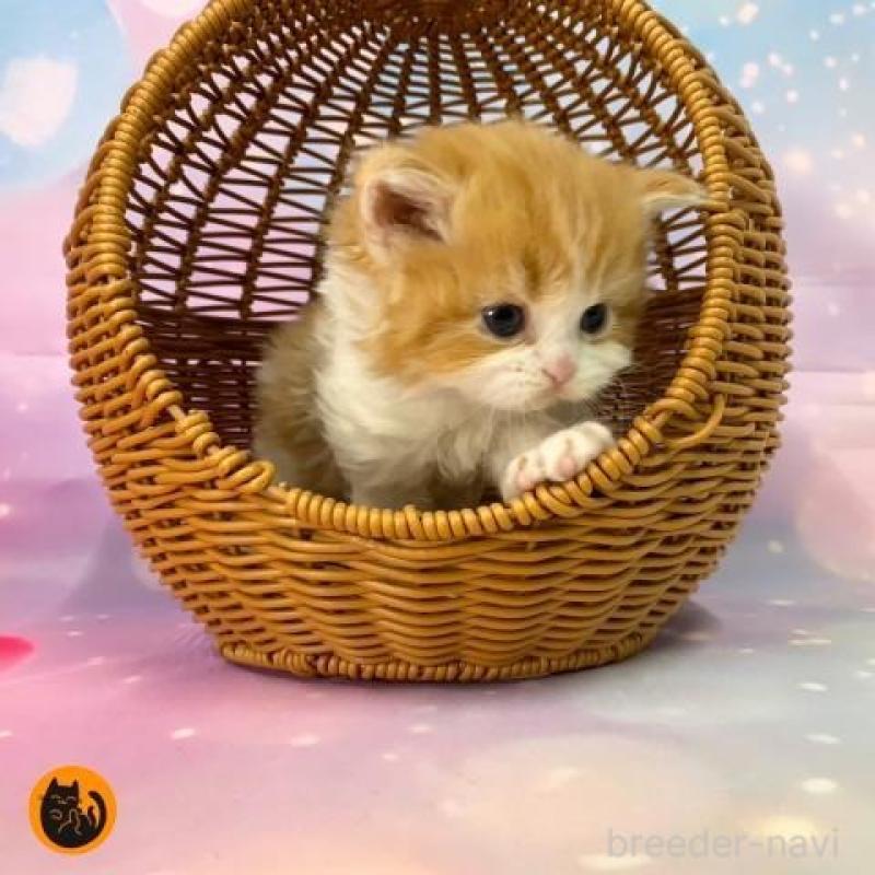 販売中の大阪府のマンチカン-133800