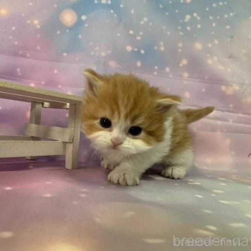 販売中の大阪府のマンチカン-133800の6枚目