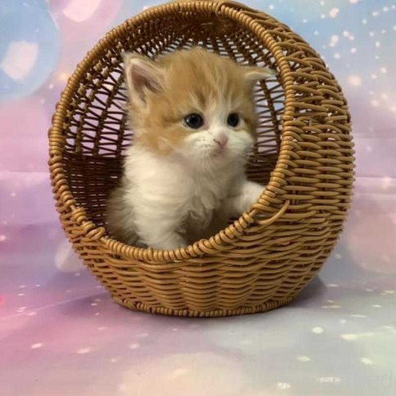 販売中の大阪府のマンチカン-133800の3枚目