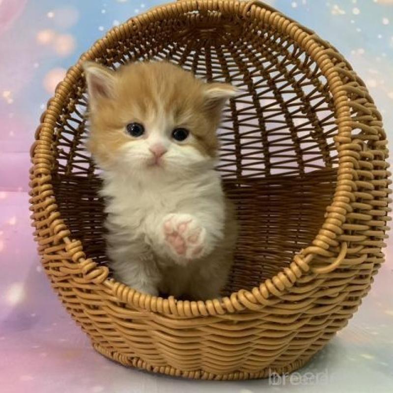 販売中の大阪府のマンチカン-133800の2枚目