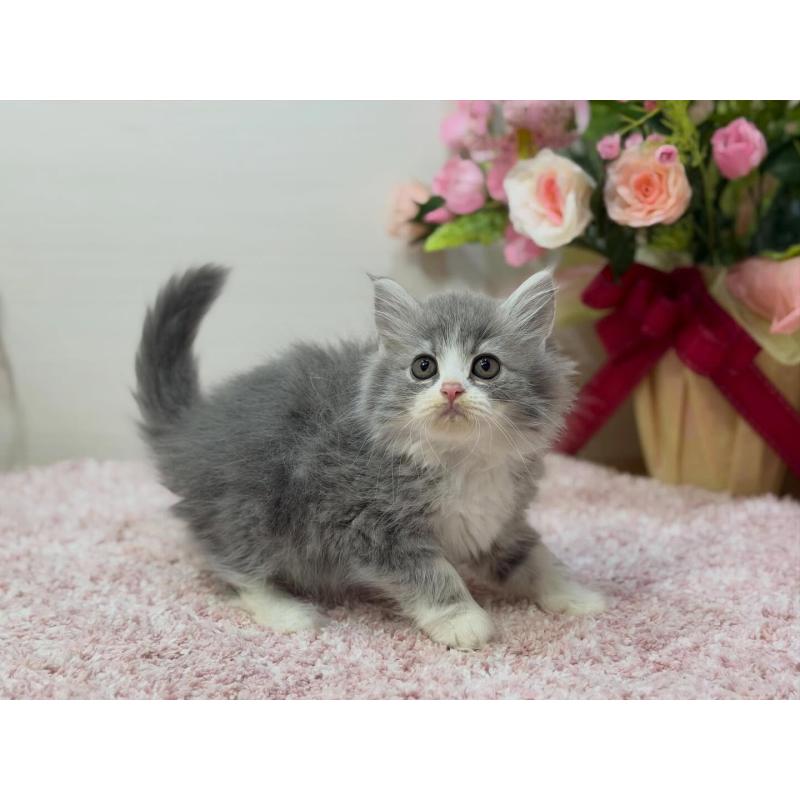 販売中の東京都のアビシニアン-133801の4枚目