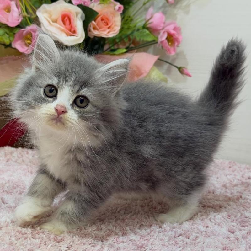 販売中の東京都のアビシニアン-133801の1枚目