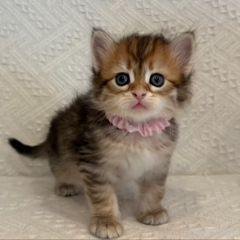 販売中の徳島県のサイベリアン-133802の4枚目