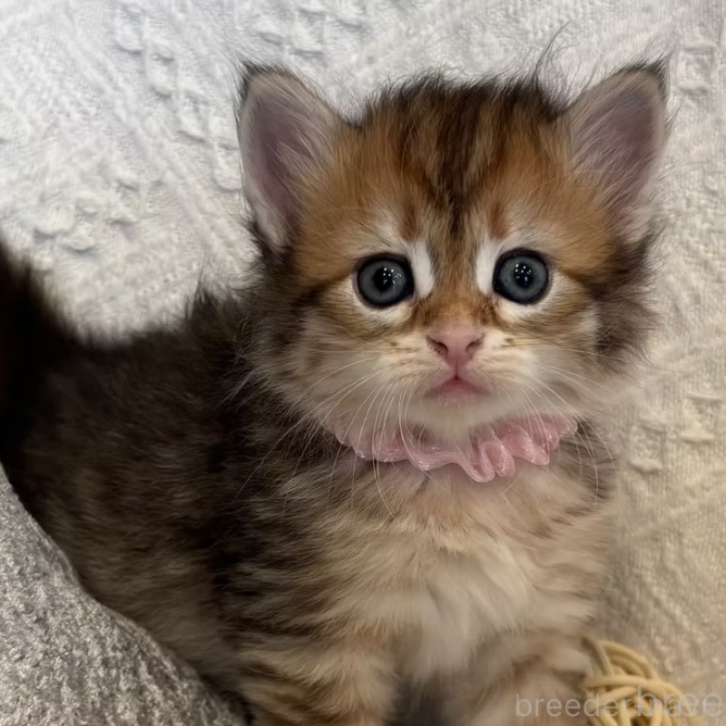 販売中の徳島県のサイベリアン-133802の3枚目