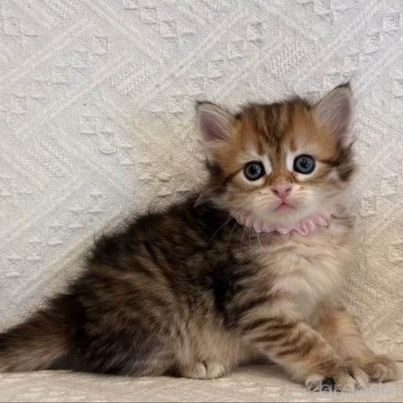 販売中の徳島県のサイベリアン-133802の2枚目