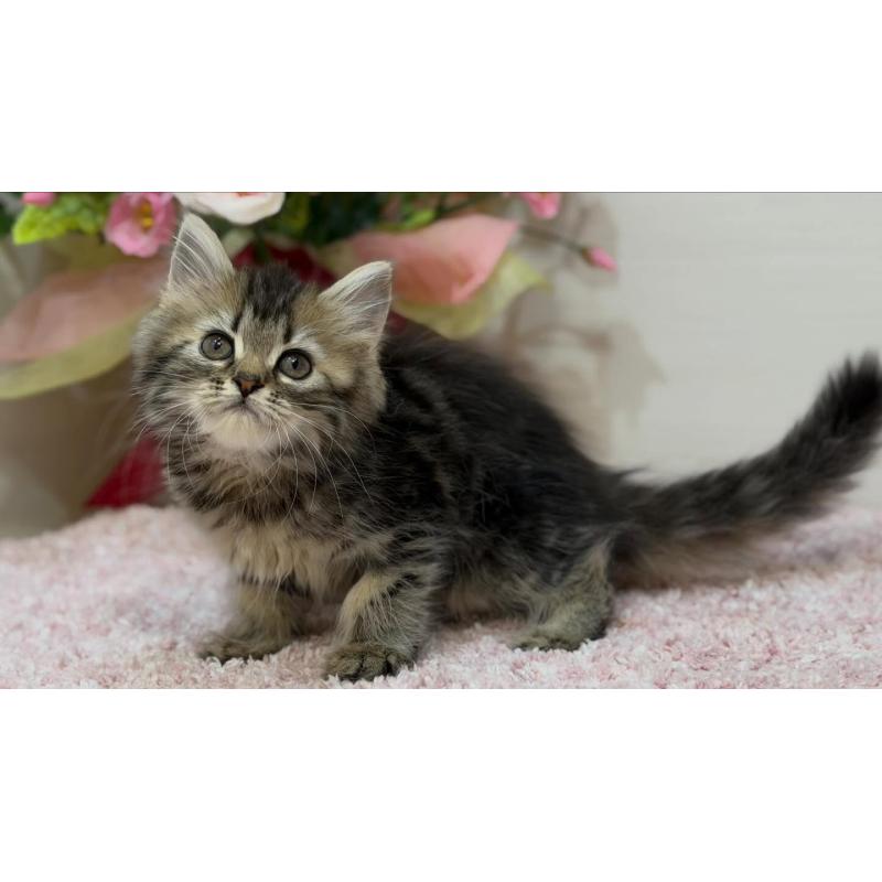 販売中の東京都のラガマフィン-133803の5枚目