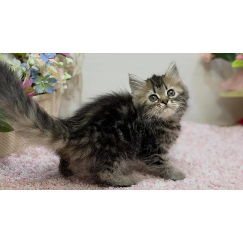 販売中の東京都のラガマフィン-133803の4枚目