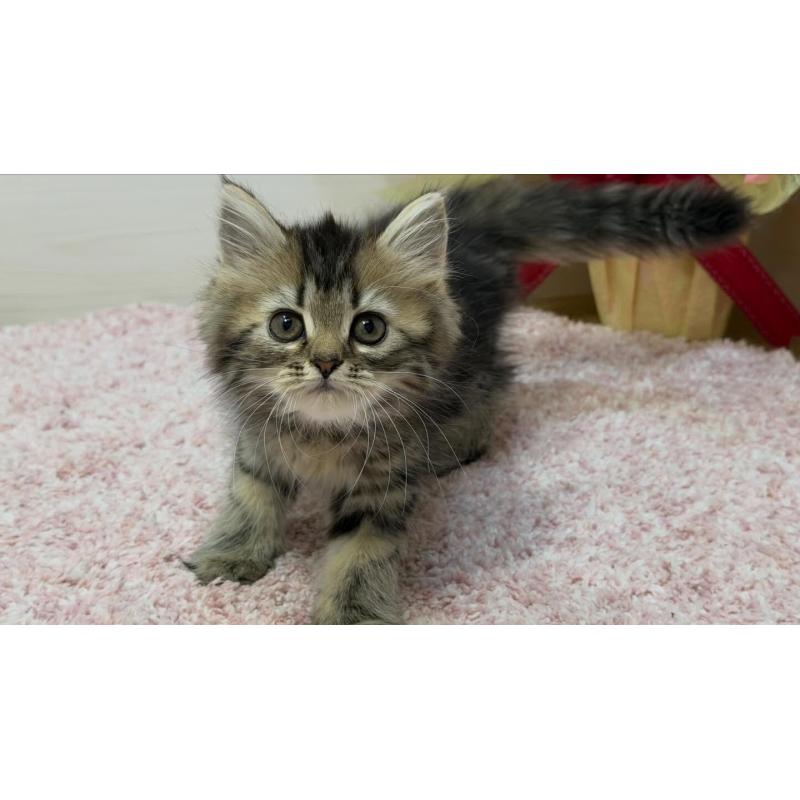 販売中の東京都のラガマフィン-133803の3枚目