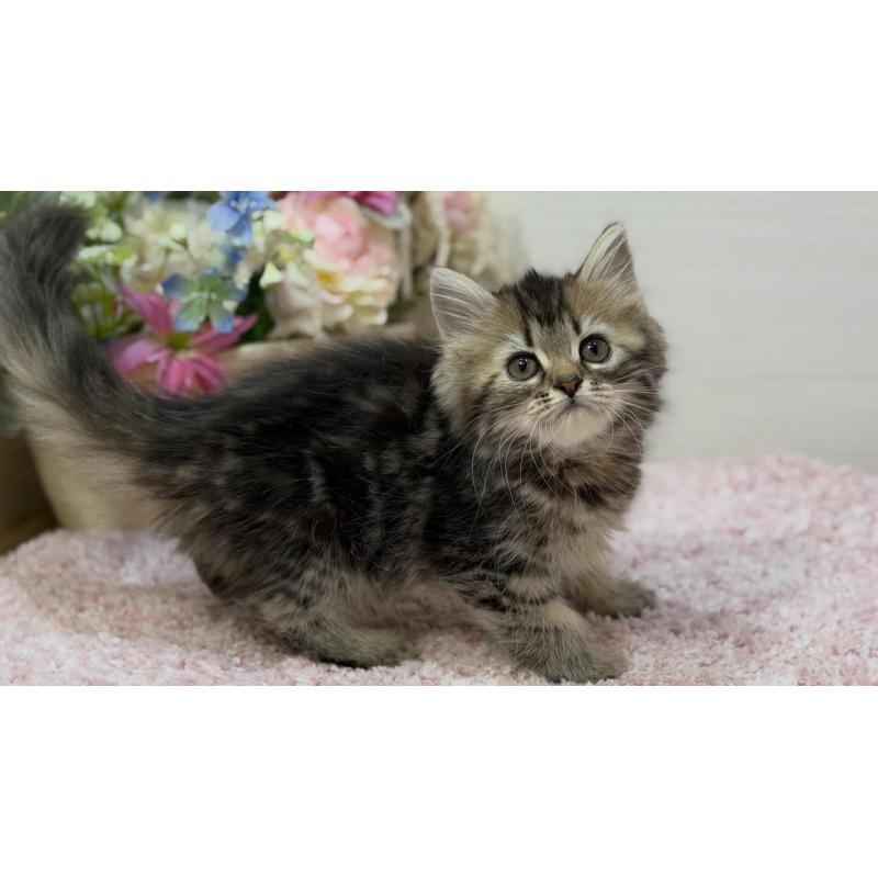 販売中の東京都のラガマフィン-133803の2枚目