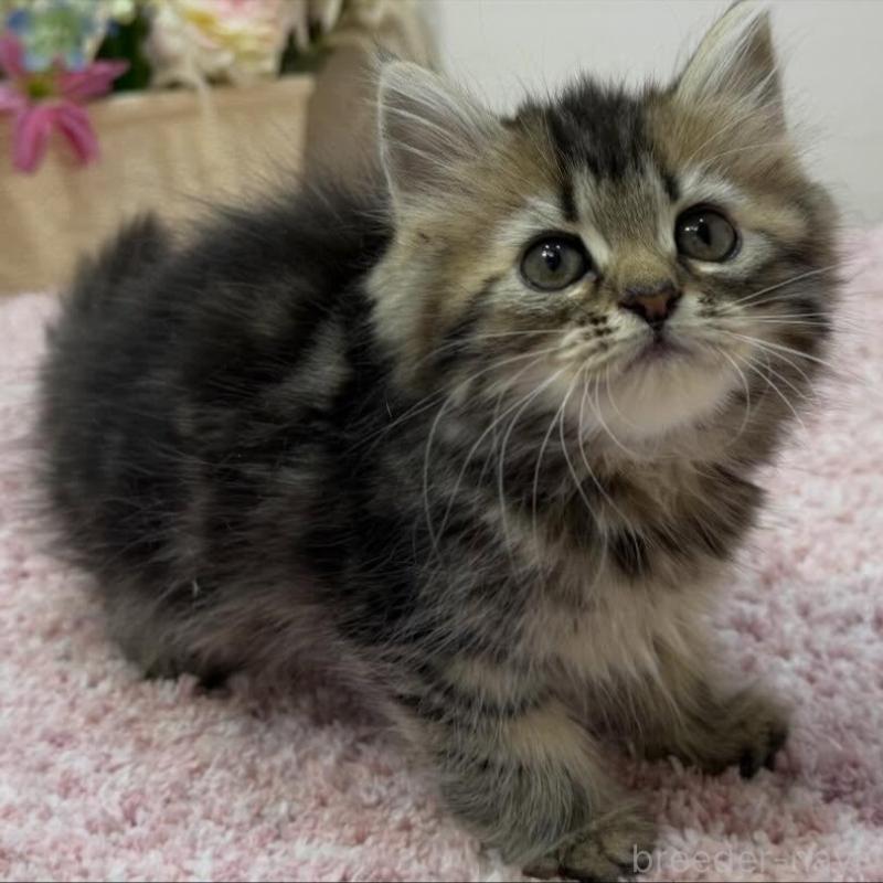 販売中の東京都のラガマフィン-133803