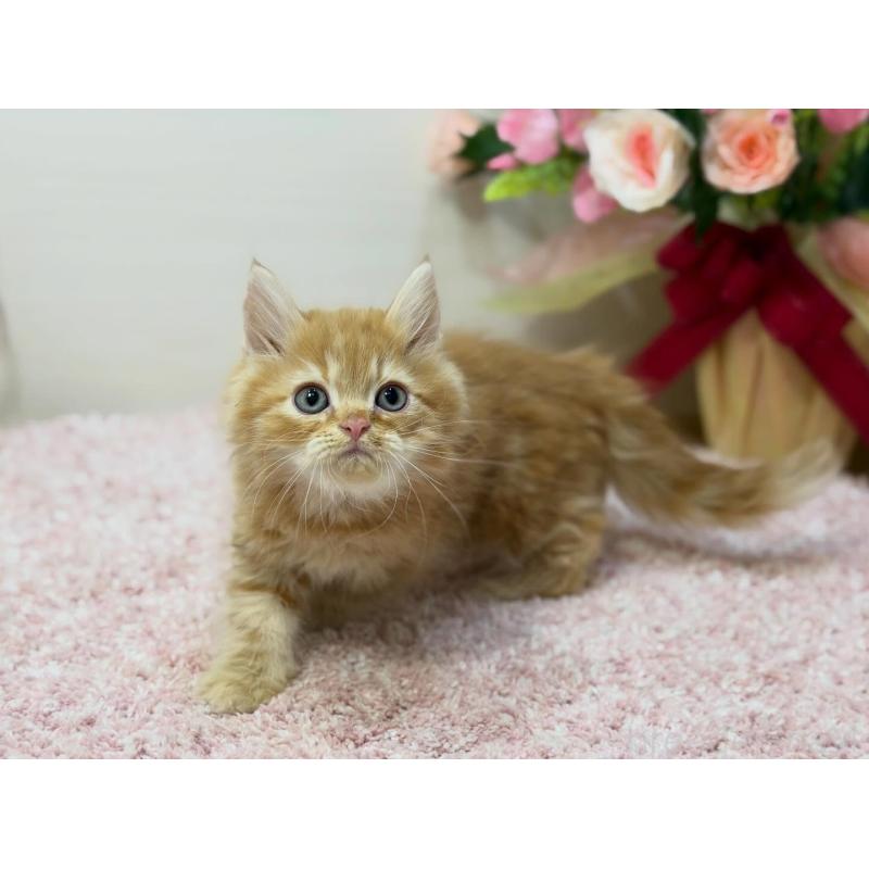 販売中の東京都のラガマフィン-133804の6枚目