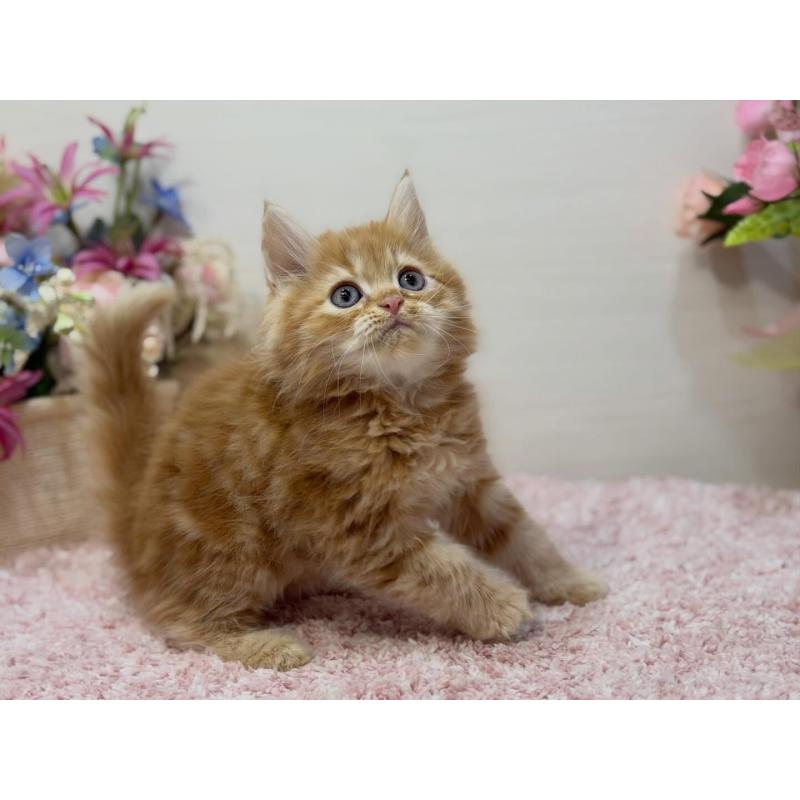 販売中の東京都のラガマフィン-133804の5枚目