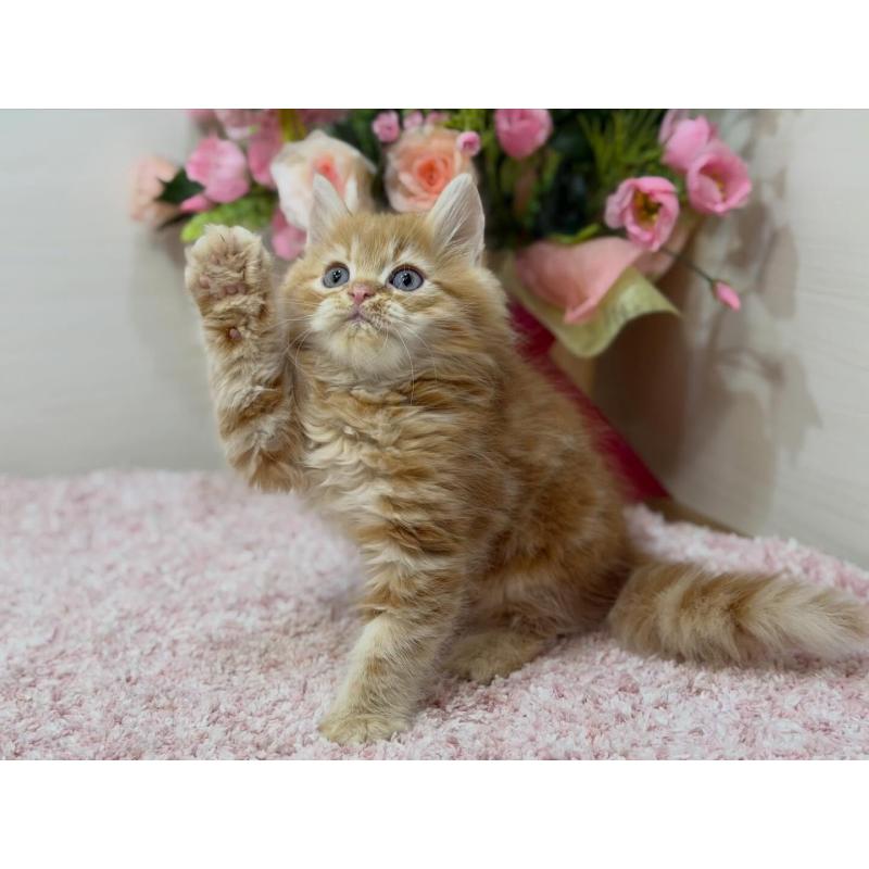 販売中の東京都のラガマフィン-133804の4枚目