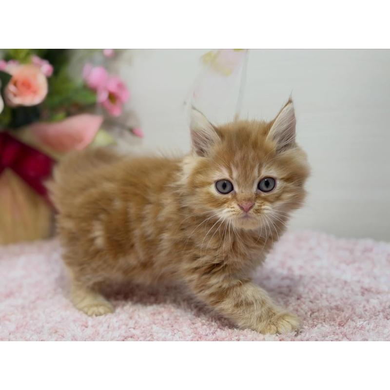 販売中の東京都のラガマフィン-133804の3枚目