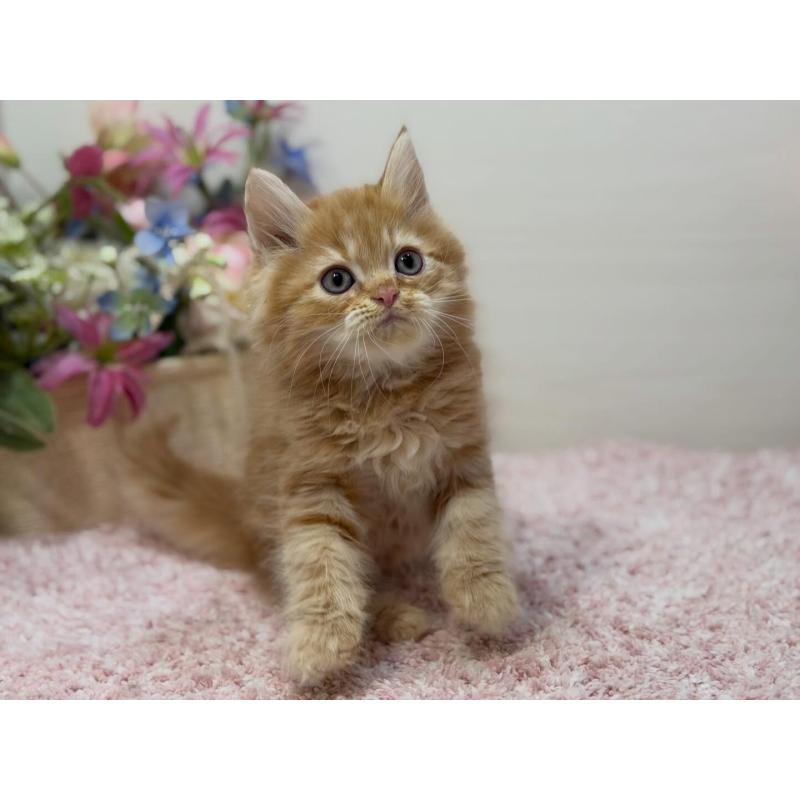 販売中の東京都のラガマフィン-133804の2枚目