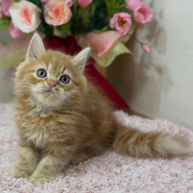 販売中の東京都のラガマフィン-133804