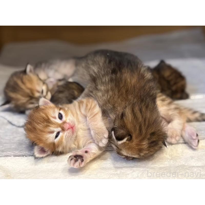 販売中の徳島県のサイベリアン-133805の9枚目