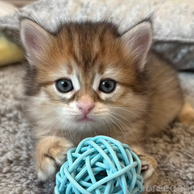 販売中の徳島県のサイベリアン-133805