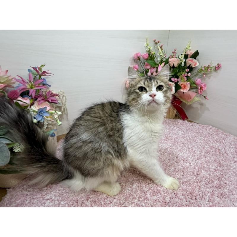 販売中の東京都のラガマフィン-133806の6枚目