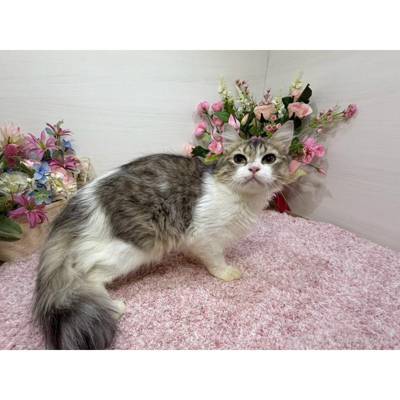 販売中の東京都のラガマフィン-133806の5枚目