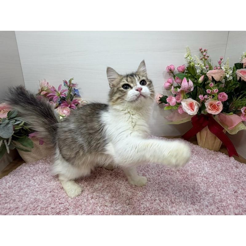 販売中の東京都のラガマフィン-133806の4枚目