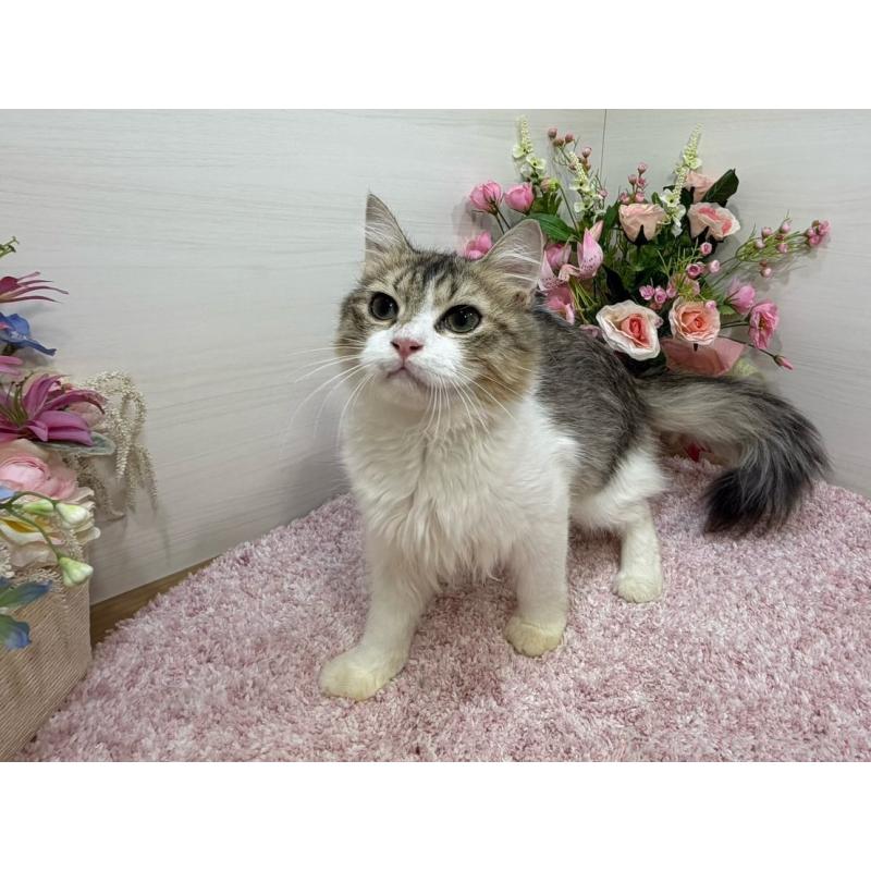 販売中の東京都のラガマフィン-133806の3枚目