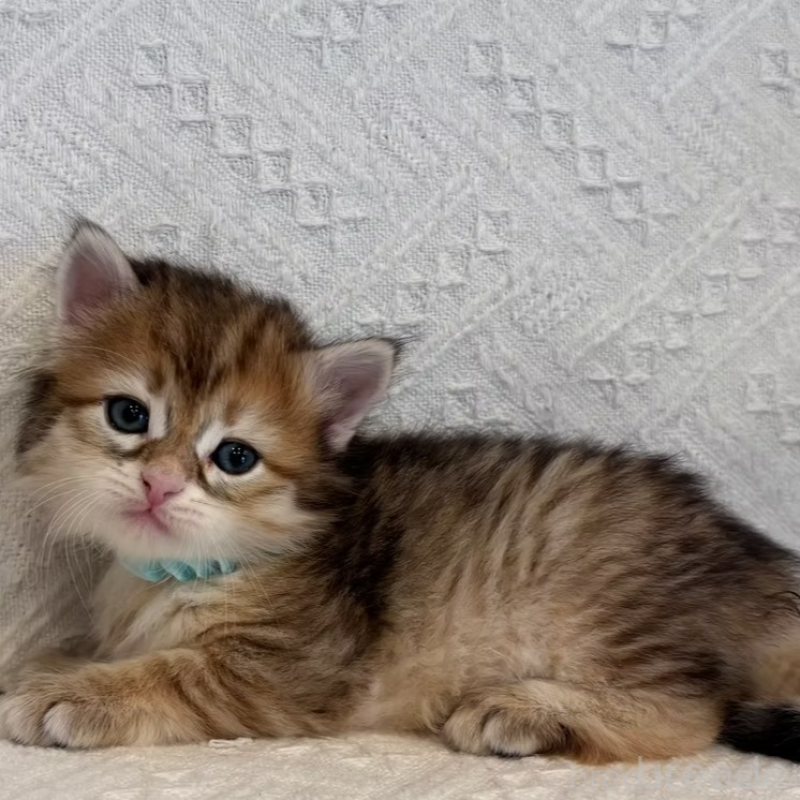 販売中の徳島県のサイベリアン-133805の2枚目