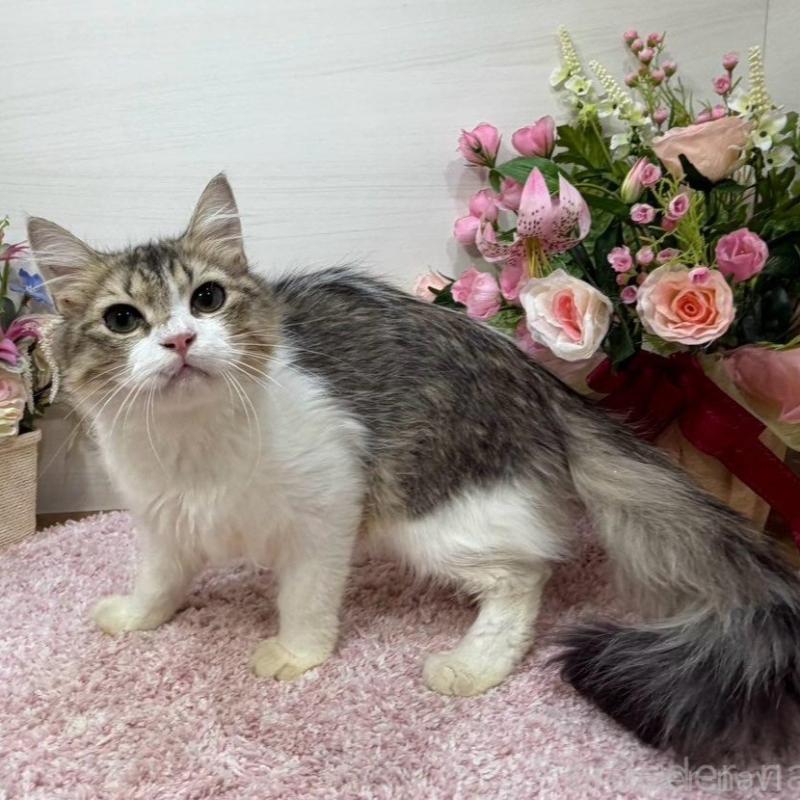 販売中の東京都のラガマフィン-133806