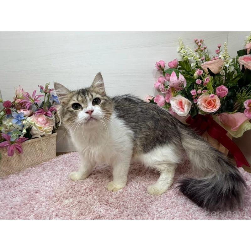 販売中の東京都のラガマフィン-133806の2枚目