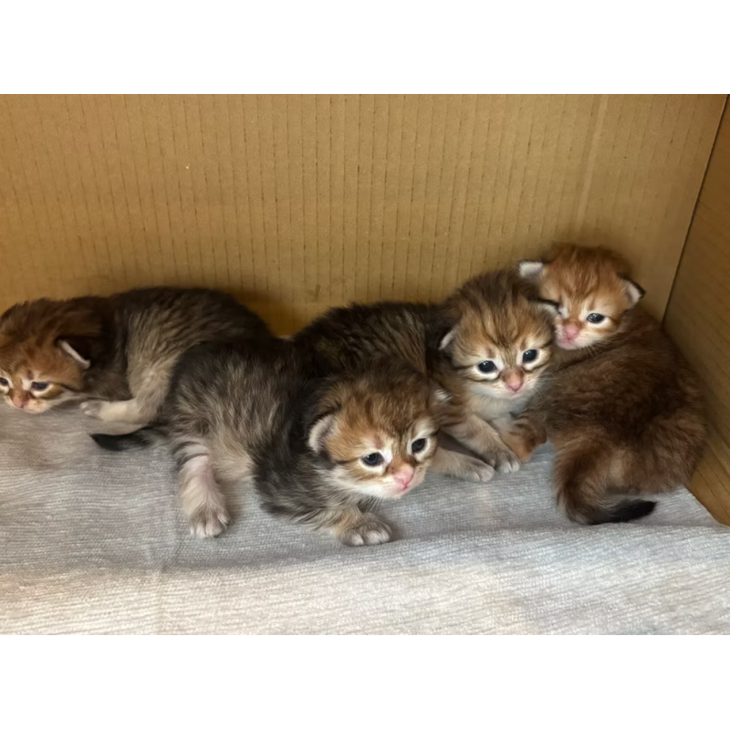 販売中の徳島県のサイベリアン-133807の9枚目