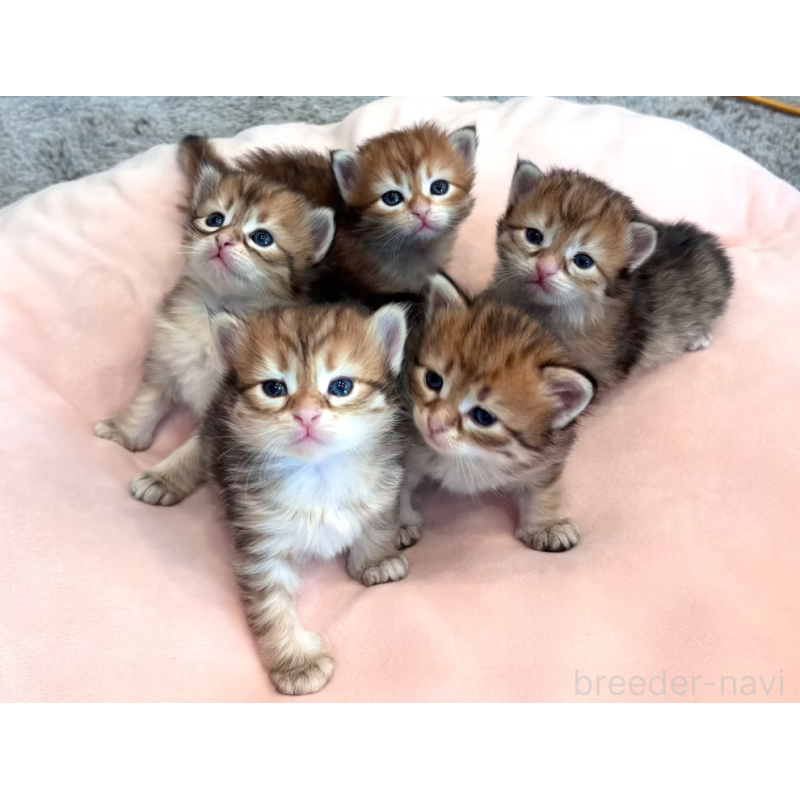 販売中の徳島県のサイベリアン-133807の7枚目