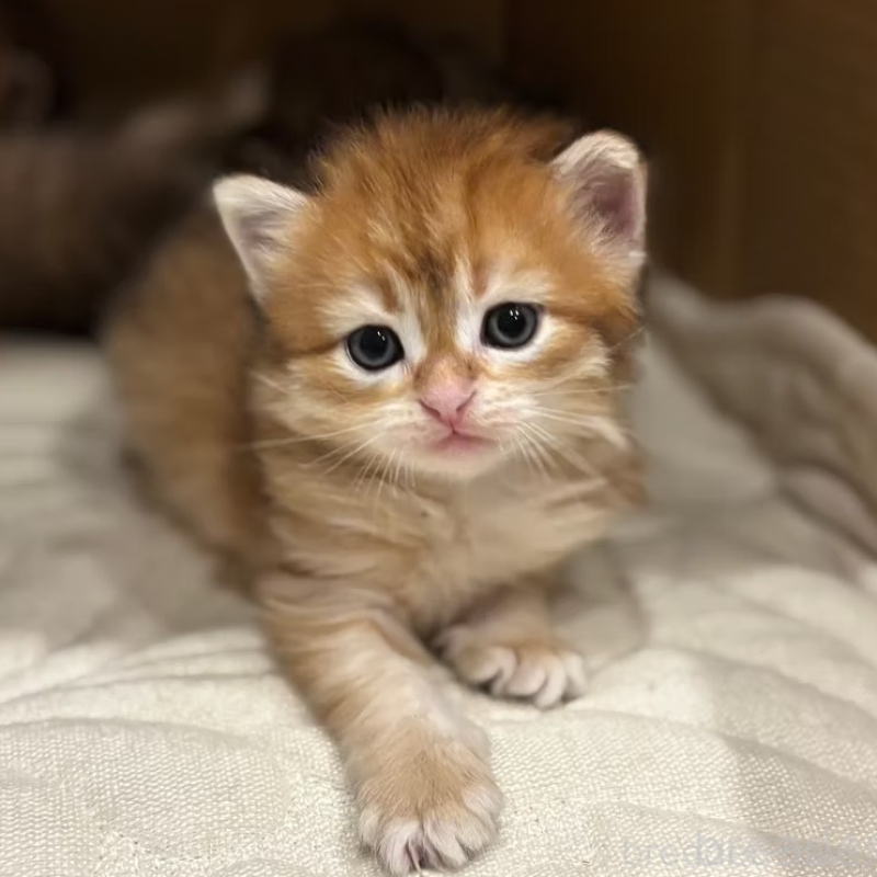 販売中の徳島県のサイベリアン-133807の3枚目