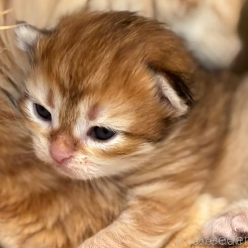 販売中の徳島県のサイベリアン-133807の2枚目