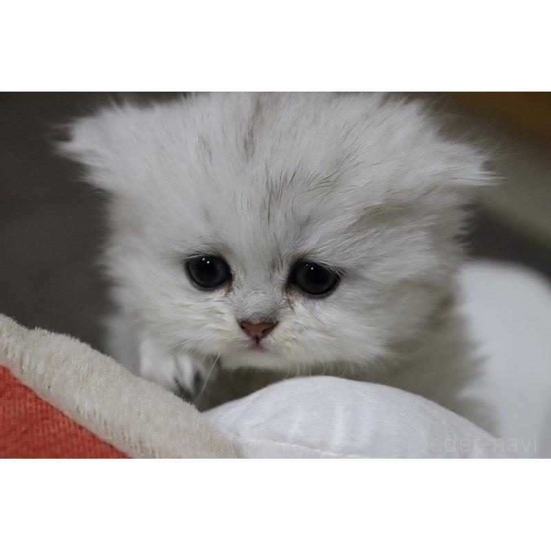 販売中の福岡県のペルシャ(チンチラ)-133808の6枚目