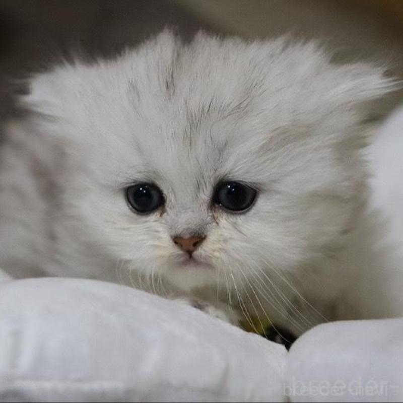 販売中ののペルシャ(チンチラ)-133808