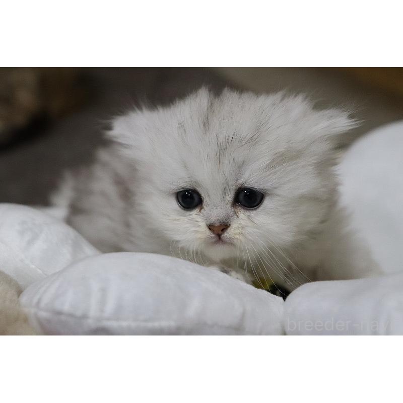 販売中の福岡県のペルシャ(チンチラ)-133808の5枚目